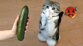 Cat Vs Cucumber Reaction | Cat Vs Cucumber Compilation | Cat Vs Cucumber | Cats Scared Of Cucumbers by Animal Society 16 views 1 year ago 4 minutes, 12 seconds