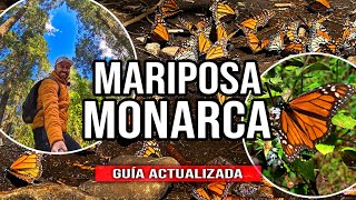 SANTUARIO DE LA MARIPOSA MONARCA, MICHOACÁN ▶ GUÍA ACTUALIZADA