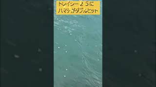 トレイシー25にハマチダブル #ルアーフィッシング #BlueBluefishing #トレイシー25