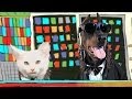 PSY HANGOVER feat. Snoop Dogg with kittens and dogs