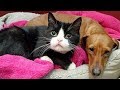 【感動】動けない猫を必死に守り続けた犬。保護して絆の強さに心を打たれる