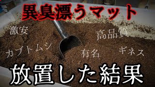 教えたくない【ギネス…】ヘラクレスオオカブトやカブトムシ系の幼虫が巨大化するマットが以上なくらい…やばかった…