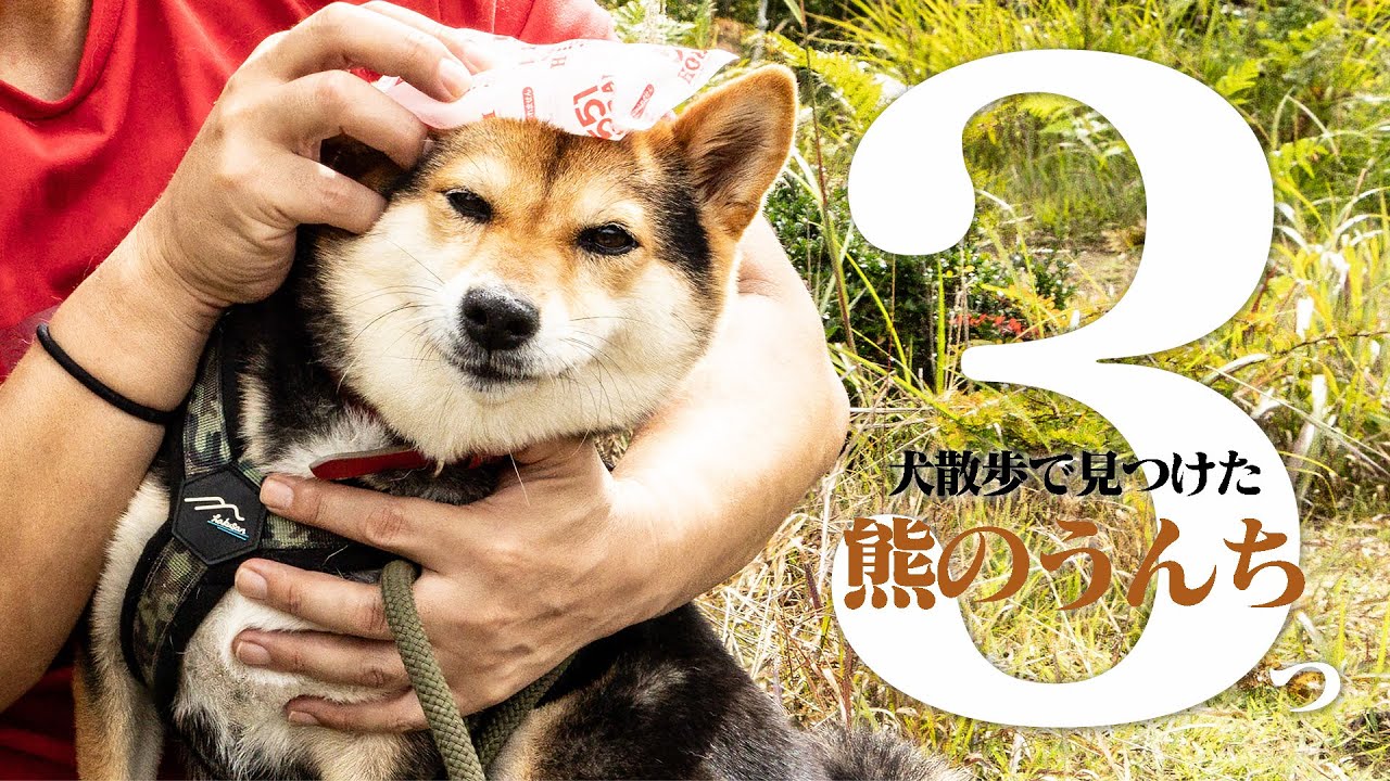柴犬と高原を散歩中に熊の糞を3つ発見！進むか戻るか!?飼い主の選択は