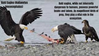Unveiling Dangerous Animals Of Olympic National Park: Navigating the Wild
