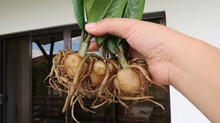 Sansevieria Snake Plant &amp; Zz Plant Propagation in Water from 0 to 1 Year