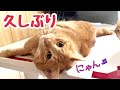 久しぶりの登場 たもわら親子とプロレスに夢中な子猫たち