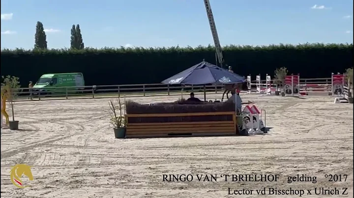 RINGO VAN T BRIELHOF gelding 2017 5yo cyclus, Lector vd Bisschop x Ulrich Z, Belgian Horse Trading