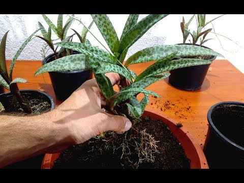 How to grow Silver Squill Ledebouria