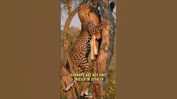 How Leopards Hunt: Stealth & Speed! 🐆💨#shorts #cats #bigcats