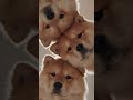A Bunch of Little Lions 🦁💛#animalshorts #cute #love