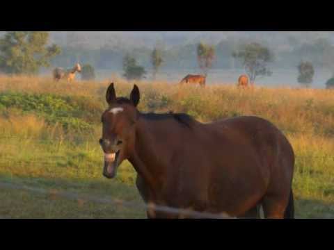 SCREAMING HORSE! - YouTube