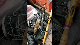 Udang Galah Sepit Biru