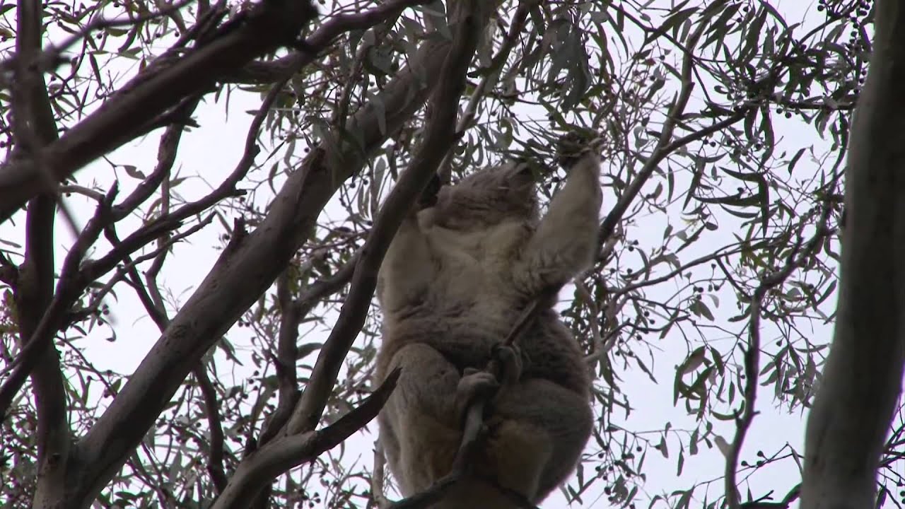 australia แปลว่า Koalas & Kangaroos In The Wild