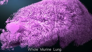 Famous See it in action: Robotic microscope puts pathology into 3D perspective Wealth