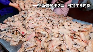 湖南大哥卖鱼排，一条最多出2两，20吨才能选1吨，日加工7吨货