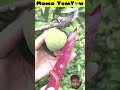 Fruits reels trending mango himanshu food viral fruitcutting