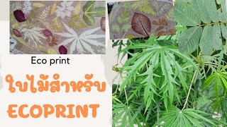 แนะนำใบไม้ทำecoprint(Blankets)#Ecoprint#ผ้าพิมพ์ลายธรรมชาติ#ผ้าพิมพ์ใบไม้#BlankeTechnique