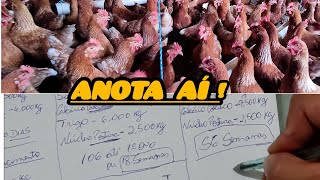 Fórmula de Ração ATUALIZADA por Fase Inicial Crescimento/ Pre Postura/ Postura I e Postura II🐓🐥🤠📝 by Granja Inova Ovos Caipiras 5,702 views 2 months ago 13 minutes, 48 seconds