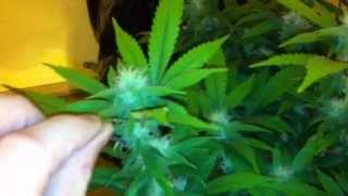 Day 21 of flower
