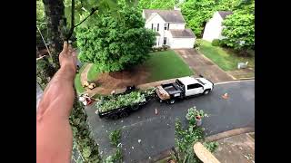 Cutting tree near the house 🫡 climbing tree