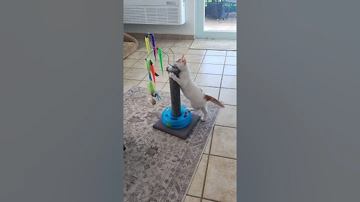 Watch the video about Look how Big the worlds rarest Flame point Siamese Cat In the world is,, BooBie unleashed