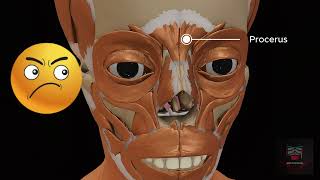 Muscles of facial expressions | 3D Animation of Face Muscles
