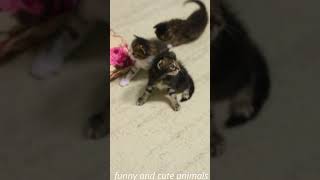 Cute and funny cats video😂😻funny animals videos cats and dogs