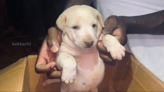 Labrador puppy from small to big |free adoption#labrador
