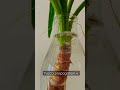 How to save your Yucca through water propagation🪴 #shorts