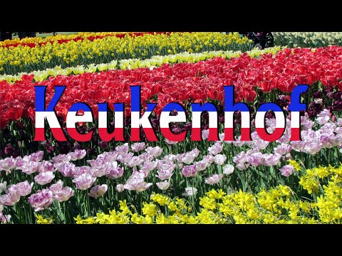 Videó: Holland Látnivalók: Keukenhof Kertek