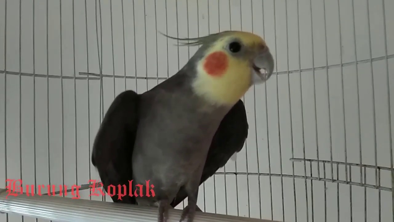 Cara Mudah Memancing dan memasteri Burung Falk Cockatiel 