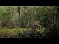 Bowwiz Bowhunts-Day 60 ~Christmas morning