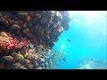 魚影半端ないヒリゾ浜でシュノーケリングしてみた HD[4K]