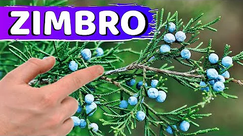Como é a planta do zimbro?