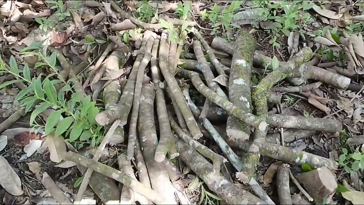 PERGI KEBUN AMBIL KAYU API BAWA PULANG KE RUMAH DI MIRI.