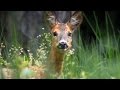 Srna obecná (Capreolus capreolus),Reh,Roe deer