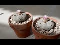 Fertilizante y polinización de mi Lophora (Peyote)