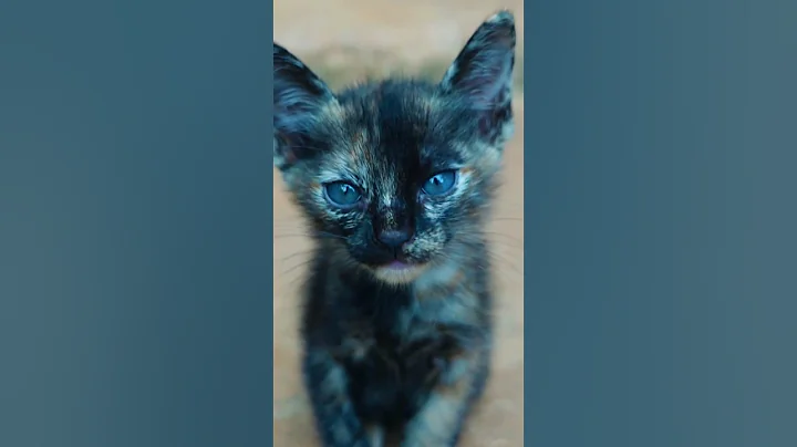 Watch the video about Cute manx kitten breed 😻#shortsviral #cutecat #kitten #cute #cutepet #shorts #short #cat #shortvideo