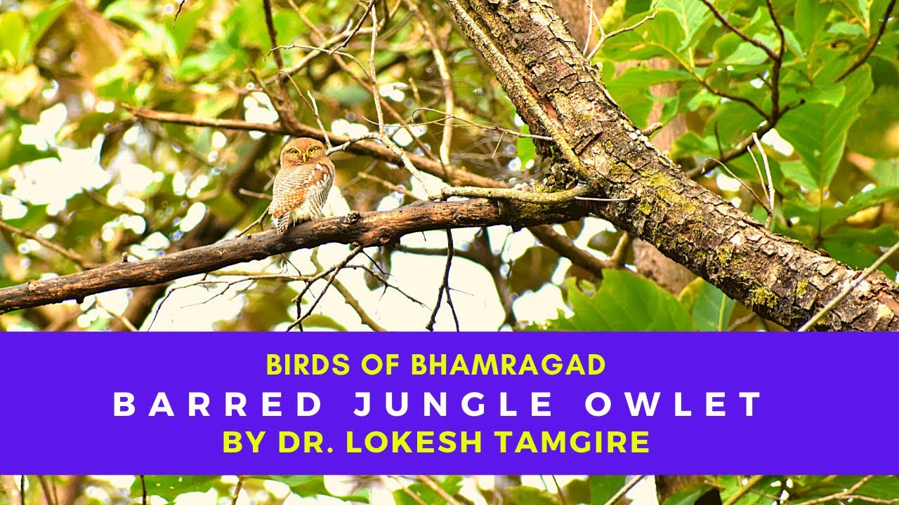 barred jungle owlet | jungle owlet | Glaucidium radiatum | जंगली पिंगळा