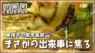 A Peaceful Stroll Suddenly Changes A G Shiba Inu Service Dog Appears At The Entrance.