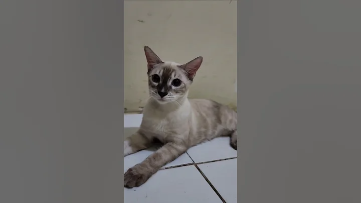 Watch the video about Kucing bengal langka berwarna snow lynx charcoal #music #kucing #kucingbengal