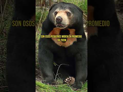 Video: Oso malayo - biruang. Oso malayo - la especie más rara