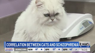 Can cats cause schizophrenia?