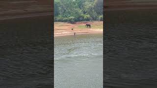 scenic Thekkady forest lake#india #travel #usa #uk #forest