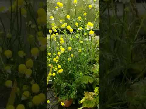 German Chamomile (Matricaria