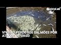 Mais de 500 salmões mortos por ataque de urso