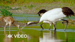 Crane Protects Baby Chick from Deer Herd | 4K UHD | Japan: Earth's Enchanted Islands | BBC Earth