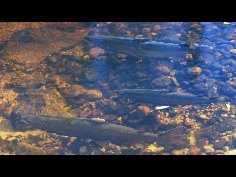 Video: Hur Man Fångar Flodöring