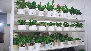 Giới thiệu Không gian Cửa hàng Cây Cảnh Hà Nội 188 Trung Kính