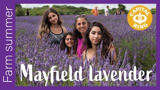 Mayfield Lavender Farm Summer | Easy walk UK | ?? Hiking UK | England